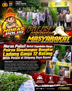 Polsek Panei Tongah mengungkap ladang ganja, 12 batang diamankan.